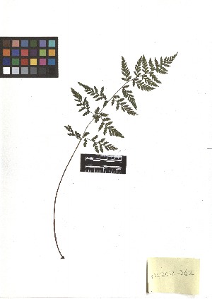  ( - TJD-492)  @11 [ ] CreativeCommons - Attribution Non-Commercial (2013) MTMG McGill Herbarium