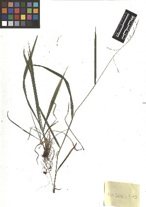  ( - TJD-316)  @11 [ ] CreativeCommons - Attribution Non-Commercial (2013) MTMG McGill Herbarium
