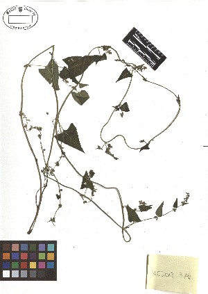  ( - TJD-318)  @11 [ ] CreativeCommons - Attribution Non-Commercial (2013) MTMG McGill Herbarium
