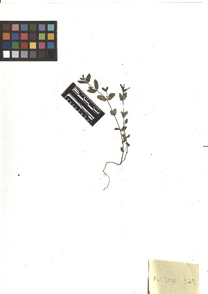  ( - TJD-321)  @11 [ ] CreativeCommons - Attribution Non-Commercial (2013) MTMG McGill Herbarium
