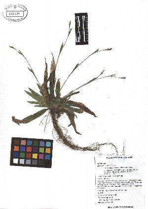 ( - TJD-033)  @11 [ ] CreativeCommons - Attribution Non-Commercial (2013) MTMG McGill Herbarium