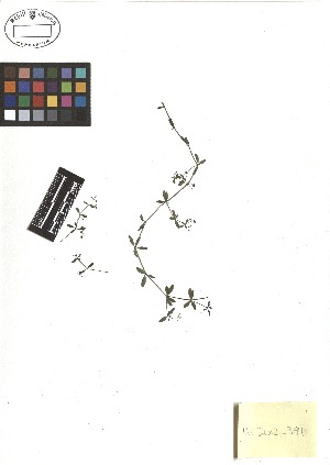  ( - TJD-330)  @11 [ ] CreativeCommons - Attribution Non-Commercial (2013) MTMG McGill Herbarium