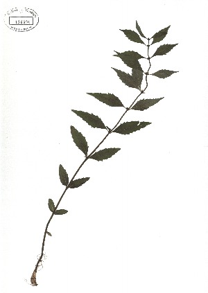  ( - TJD-331)  @11 [ ] CreativeCommons - Attribution Non-Commercial (2013) MTMG McGill Herbarium