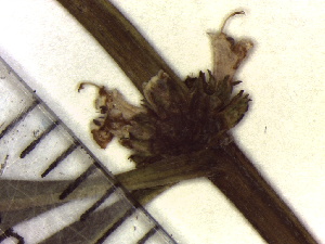  ( - TJD-331)  @11 [ ] CreativeCommons - Attribution Non-Commercial (2013) MTMG McGill Herbarium