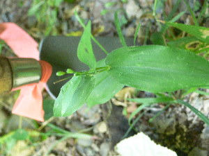  (Dichanthelium latifolium - TJD-361)  @11 [ ] CreativeCommons - Attribution Non-Commercial (2013) MTMG McGill Herbarium