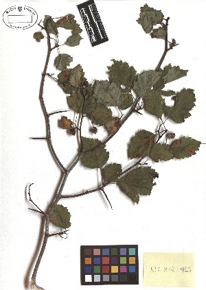  ( - TJD-386)  @11 [ ] CreativeCommons - Attribution Non-Commercial (2013) MTMG McGill Herbarium