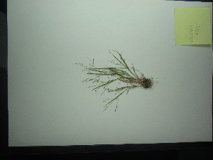 (Panicum philadelphicum - TJD-402)  @11 [ ] CreativeCommons - Attribution Non-Commercial (2013) MTMG McGill Herbarium