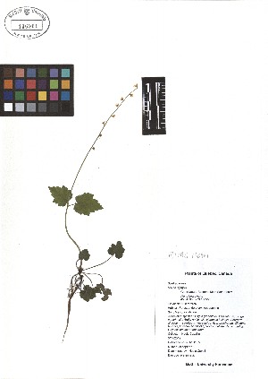 ( - TJD-043)  @11 [ ] CreativeCommons - Attribution Non-Commercial (2013) MTMG McGill Herbarium