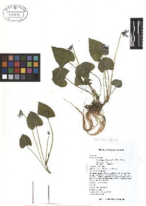  ( - TJD-044)  @11 [ ] CreativeCommons - Attribution Non-Commercial (2013) MTMG McGill Herbarium