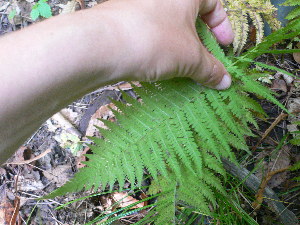  ( - TJD-499)  @11 [ ] CreativeCommons - Attribution Non-Commercial (2013) MTMG McGill Herbarium