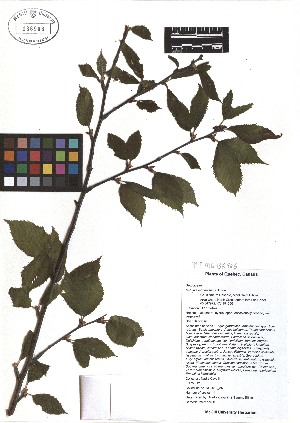  ( - TJD-048)  @11 [ ] CreativeCommons - Attribution Non-Commercial (2013) MTMG McGill Herbarium