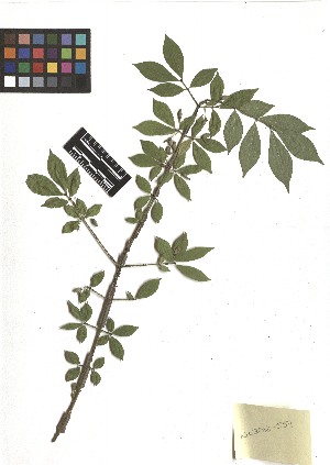  ( - TJD-462)  @11 [ ] CreativeCommons - Attribution Non-Commercial (2013) MTMG McGill Herbarium