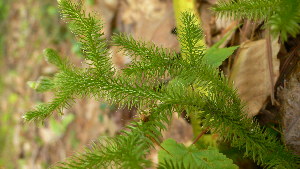  ( - TJD-509)  @11 [ ] CreativeCommons - Attribution Non-Commercial (2013) MTMG McGill Herbarium