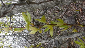  ( - TJD-007)  @11 [ ] CreativeCommons - Attribution Non-Commercial (2013) MTMG McGill Herbarium