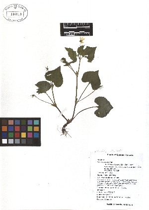  ( - TJD-060)  @11 [ ] CreativeCommons - Attribution Non-Commercial (2013) MTMG McGill Herbarium