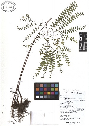  ( - TJD-475)  @11 [ ] CreativeCommons - Attribution Non-Commercial (2013) MTMG McGill Herbarium