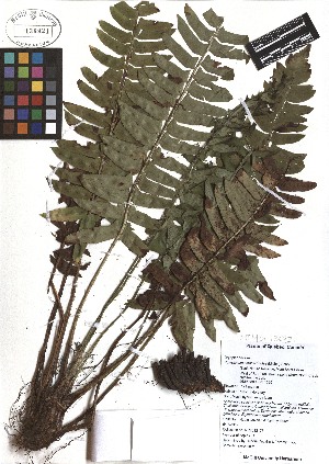  ( - TJD-476)  @11 [ ] CreativeCommons - Attribution Non-Commercial (2013) MTMG McGill Herbarium