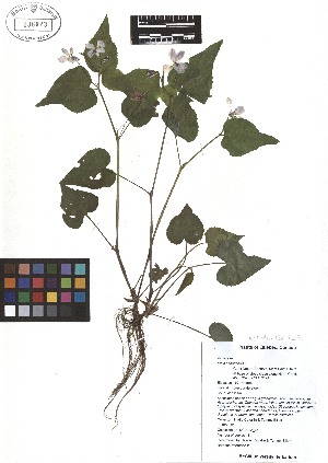 ( - TJD-062)  @11 [ ] CreativeCommons - Attribution Non-Commercial (2013) MTMG McGill Herbarium