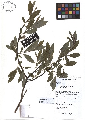  ( - TJD-067)  @11 [ ] CreativeCommons - Attribution Non-Commercial (2013) MTMG McGill Herbarium
