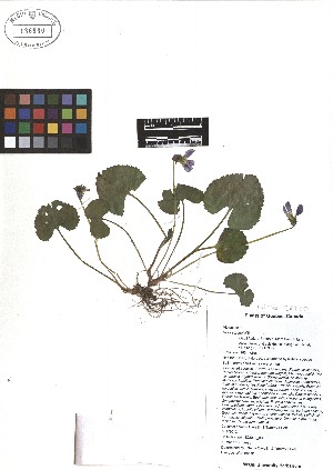  ( - TJD-068)  @11 [ ] CreativeCommons - Attribution Non-Commercial (2013) MTMG McGill Herbarium