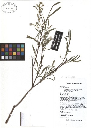  ( - TJD-070)  @11 [ ] CreativeCommons - Attribution Non-Commercial (2013) MTMG McGill Herbarium