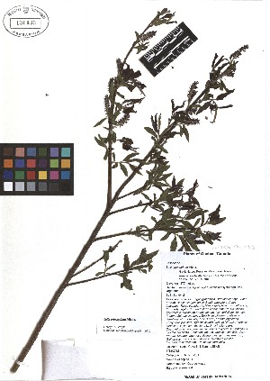  ( - TJD-071)  @11 [ ] CreativeCommons - Attribution Non-Commercial (2013) MTMG McGill Herbarium