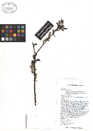  ( - TJD-072)  @11 [ ] CreativeCommons - Attribution Non-Commercial (2013) MTMG McGill Herbarium