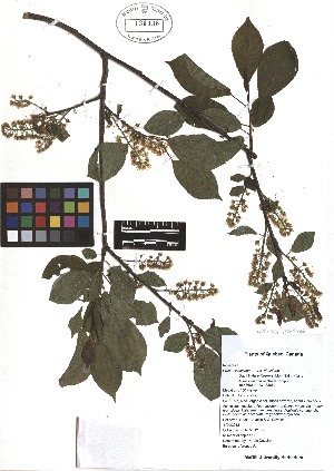  ( - TJD-074)  @11 [ ] CreativeCommons - Attribution Non-Commercial (2013) MTMG McGill Herbarium