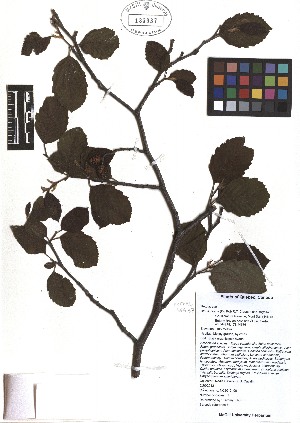  ( - TJD-075)  @11 [ ] CreativeCommons - Attribution Non-Commercial (2013) MTMG McGill Herbarium