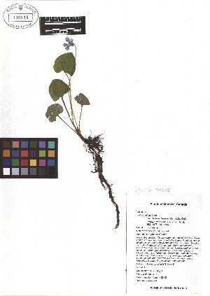  ( - TJD-076)  @11 [ ] CreativeCommons - Attribution Non-Commercial (2013) MTMG McGill Herbarium