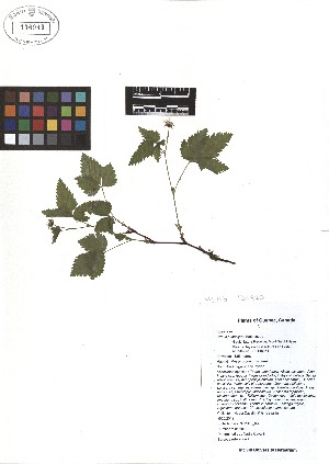  ( - TJD-078)  @11 [ ] CreativeCommons - Attribution Non-Commercial (2013) MTMG McGill Herbarium
