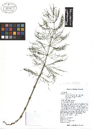  ( - TJD-502)  @11 [ ] CreativeCommons - Attribution Non-Commercial (2013) MTMG McGill Herbarium