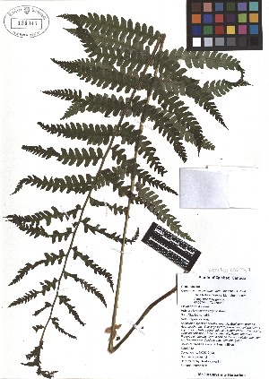  ( - TJD-478)  @11 [ ] CreativeCommons - Attribution Non-Commercial (2013) MTMG McGill Herbarium