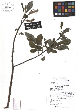  ( - TJD-082)  @11 [ ] CreativeCommons - Attribution Non-Commercial (2013) MTMG McGill Herbarium
