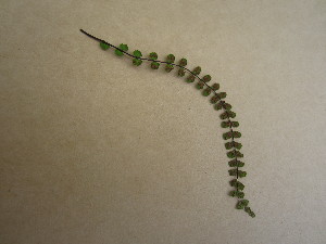 (Asplenium trichomanes - TJD-545)  @11 [ ] CreativeCommons - Attribution Non-Commercial (2013) MTMG McGill University Herbarium