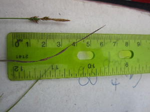  (Carex lucorum - TJD-570)  @11 [ ] CreativeCommons - Attribution Non-Commercial (2013) MTMG McGill University Herbarium