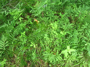  (Carex bromoides - TJD-581)  @11 [ ] CreativeCommons - Attribution Non-Commercial (2013) MTMG McGill University Herbarium