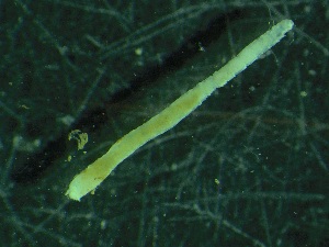  ( - ZMBN_144201)  @11 [ ] Creative Commons BY NC SA (2022) University of Bergen Natural History Collections