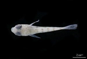  ( - CH843-B10)  @11 [ ] Creative Commons (2072) El Colegio de la Frontera Sur El Colegio de la Frontera Sur