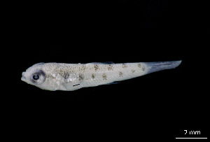  ( - CH843-B10)  @11 [ ] Creative Commons (2073) El Colegio de la Frontera Sur El Colegio de la Frontera Sur