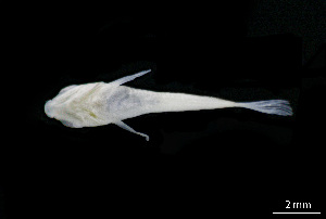  ( - CH843-B10)  @11 [ ] Creative Commons (2074) El Colegio de la Frontera Sur El Colegio de la Frontera Sur