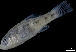  ( - CH843-F02)  @11 [ ] Creative Commons (2168) El Colegio de la Frontera Sur El Colegio de la Frontera Sur