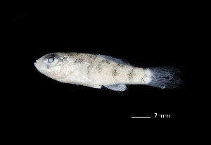  ( - CH829-G09)  @11 [ ] Creative Commons (2025) El Colegio de la Frontera Sur El Colegio de la Frontera Sur