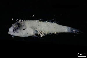  ( - CH843-G11)  @11 [ ] Creative Commons (2207) El Colegio de la Frontera Sur El Colegio de la Frontera Sur