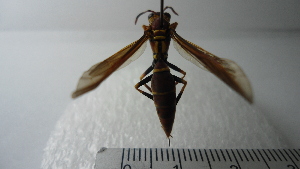  (Polistes sp. 7HMC - Vesp-0276)  @11 [ ] Copyright  Unspecified Unspecified