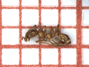  ( - LPC18-006-b)  @13 [ ] Laboratory of Social and Myrmecophilous Insects (2019) Casacci, Luca Pietro Polish Academy of Science, Museum and Institute of Zoology