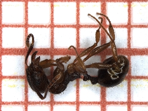  ( - LPC18-045-a)  @12 [ ] Laboratory of Social and Myrmecophilous Insects (2019) Casacci, Luca Pietro Polish Academy of Science, Museum and Institute of Zoology