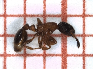  ( - LPC18-081-a)  @12 [ ] Laboratory of Social and Myrmecophilous Insects (2019) Casacci, Luca Pietro Polish Academy of Science, Museum and Institute of Zoology