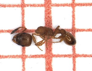  (Leptothorax nadigi - LPC19-TEM25-1)  @11 [ ] Laboratory of Social and Myrmecophilous Insects (2019) Casacci, Luca Pietro Polish Academy of Science, Museum and Institute of Zoology