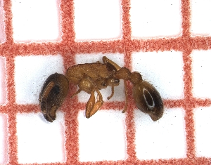  ( - LPC19-TEM37-1)  @11 [ ] Laboratory of Social and Myrmecophilous Insects (2019) Casacci, Luca Pietro Polish Academy of Science, Museum and Institute of Zoology